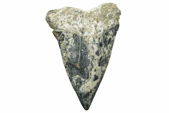 Fossil Broad-Toothed Mako Tooth - South Carolina #329092